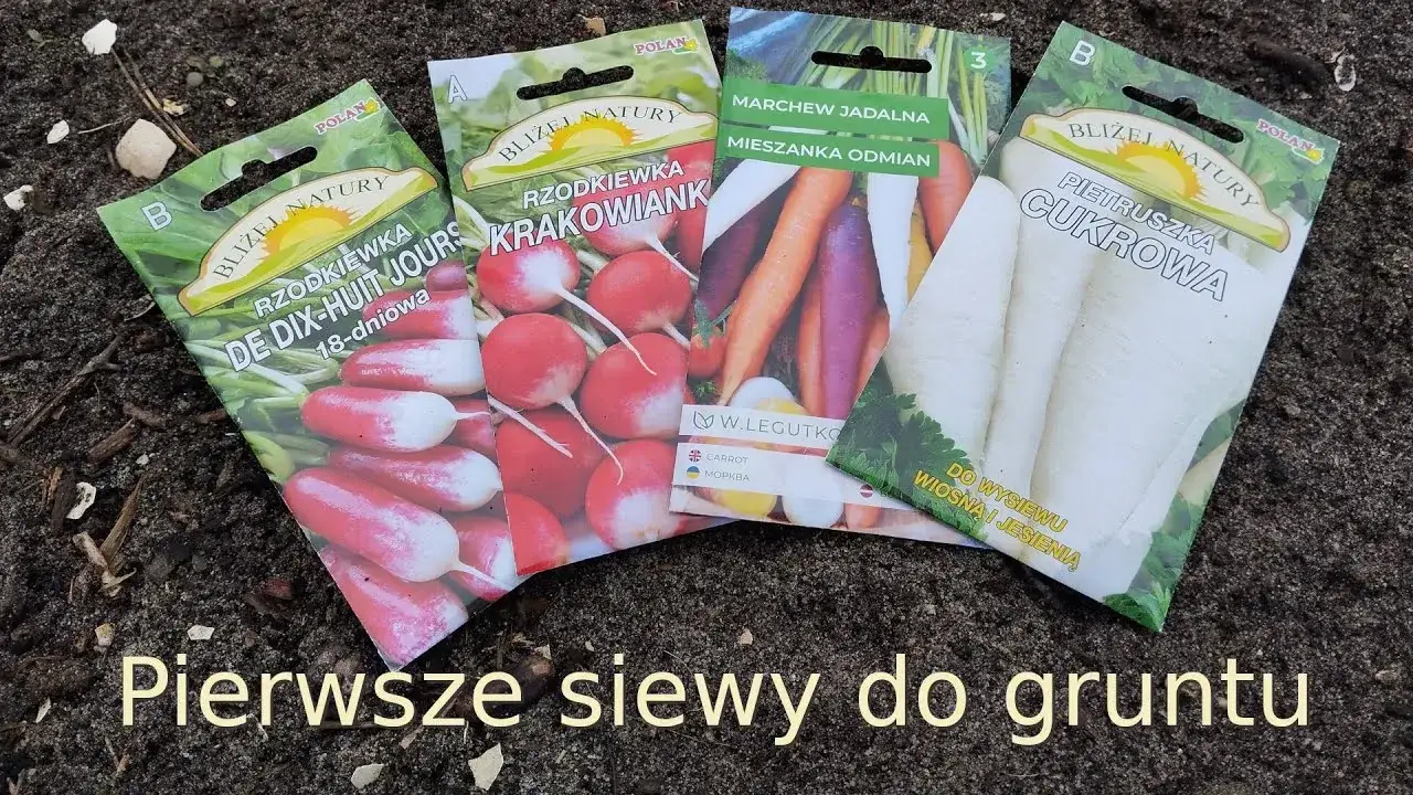 Zdjęcie Kiedy wysiać warzywa do gruntu? Sprawdź kalendarz siewu