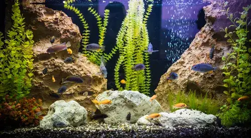 Zdjęcie Jakie rybki do akwarium 120l: najlepsze gatunki i ich wymagania