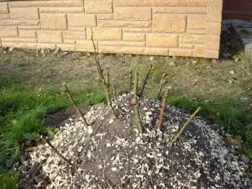 przygotowanie gleby pod róże