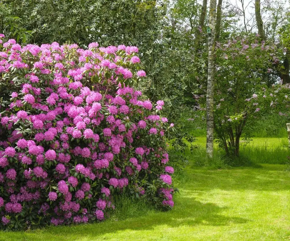 zdrowe r&oacute;żaneczniki w ogrodzie