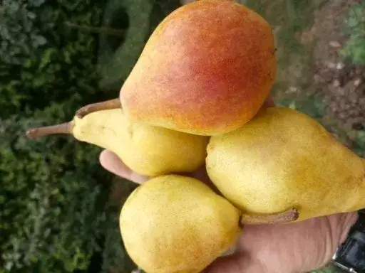 dojrzałe gruszki odmiany klapsa konferencja