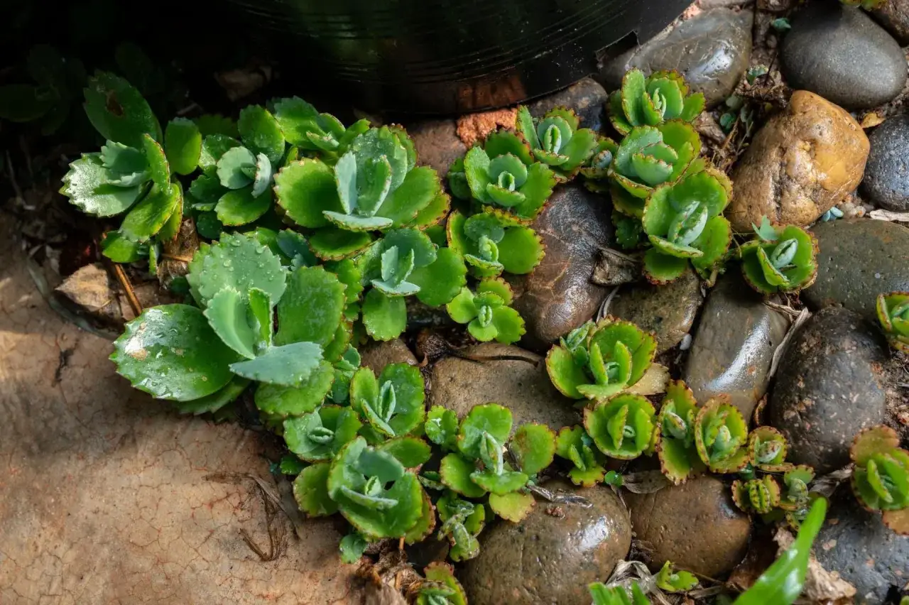 Żywokost właściwości lecznicze: soczyste liście żywor&oacute;dki, znanej z właściwości leczniczych, rosnące wśr&oacute;d mokrych kamieni.