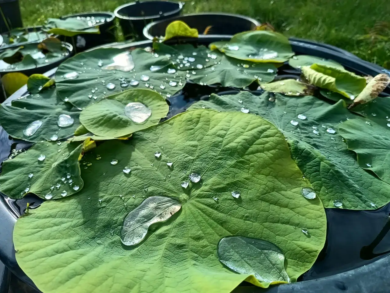 efekt lotosu na liściach