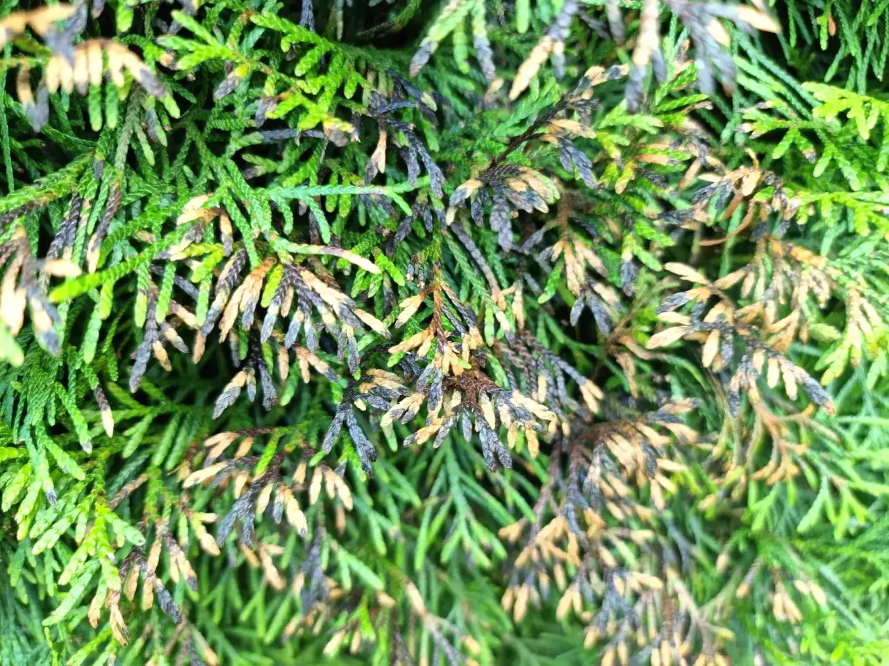 czerniejące tuje objawy