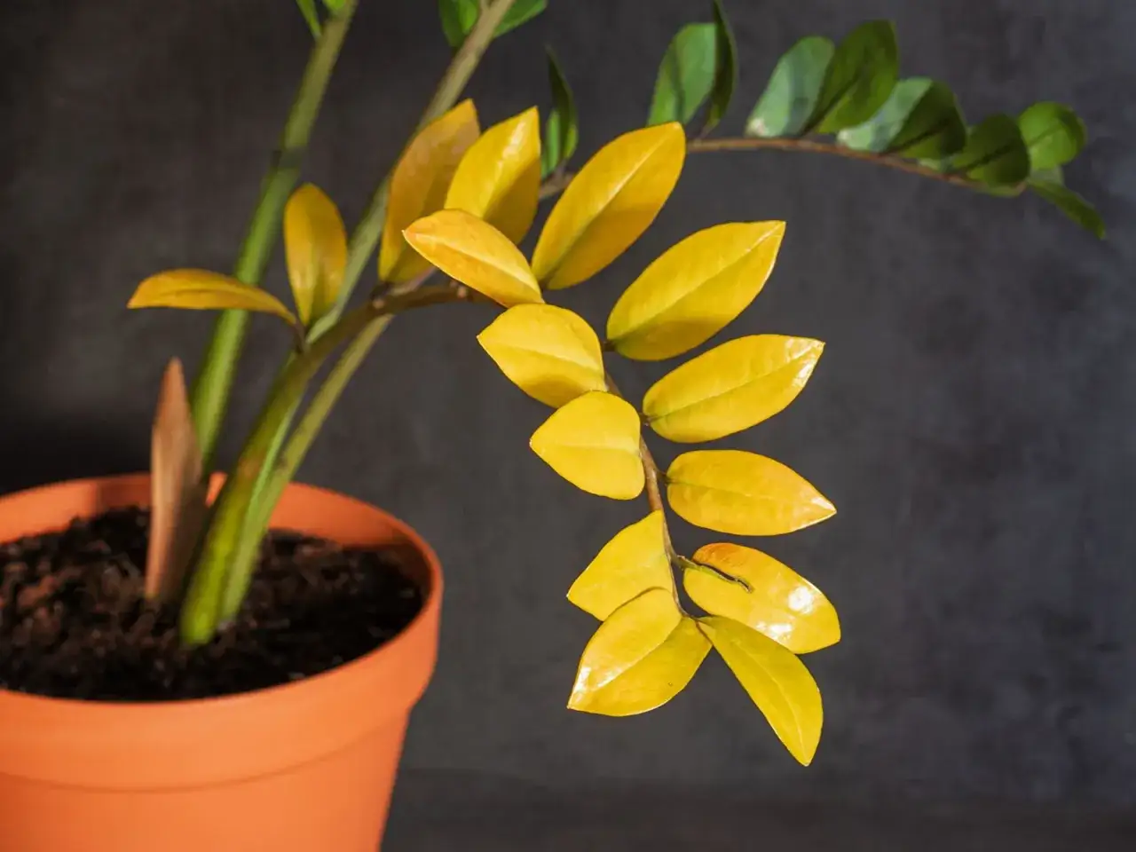 Palma cykas z żółknącymi liśćmi w pomarańczowej doniczce.