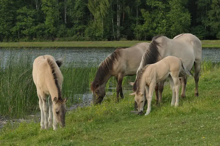 Roztoczański Park Narodowy koniki polskie