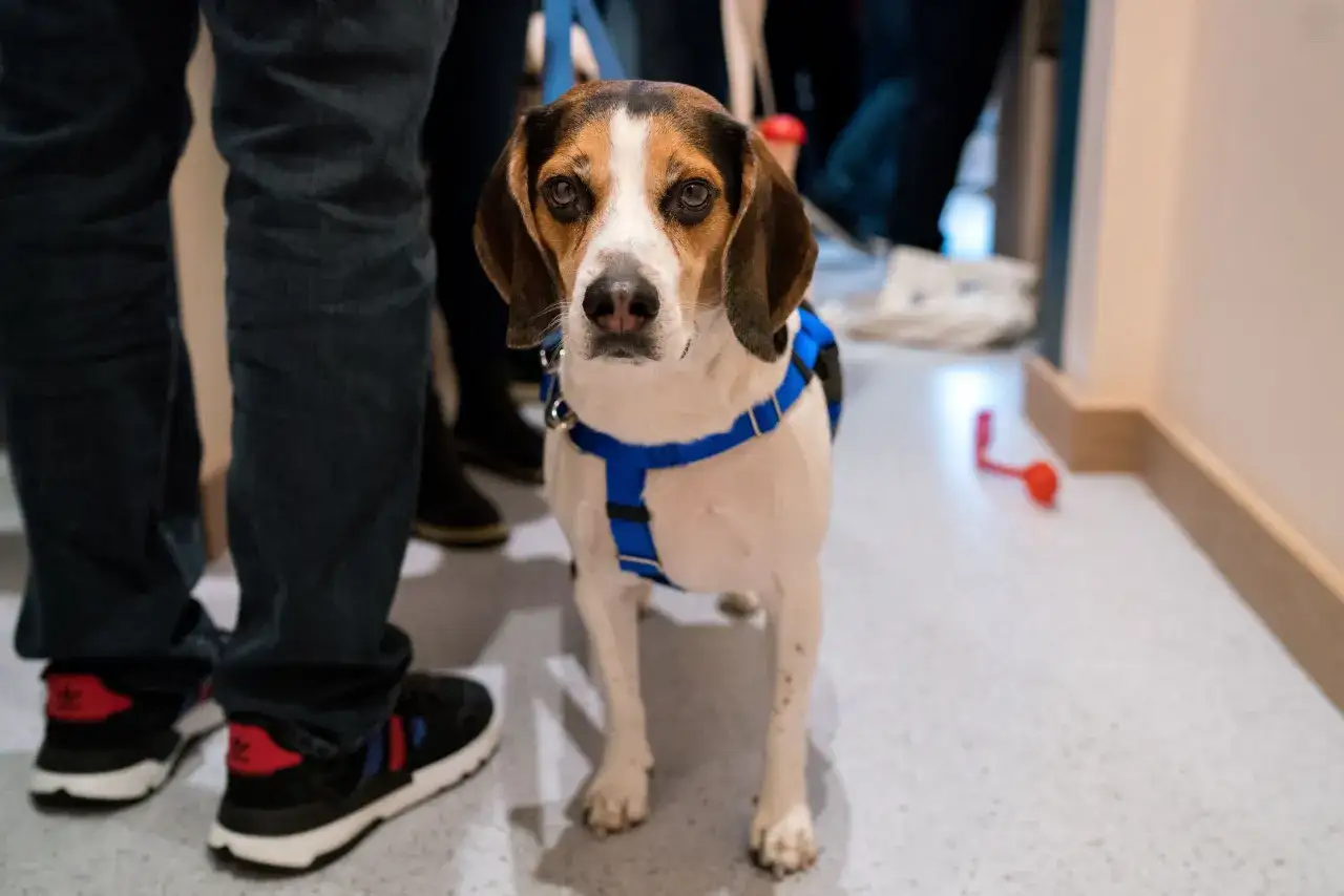Piesek w niebieskiej obroży czeka na pomoc. Zastanawiasz się, co na katar dla psa?