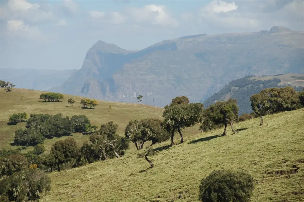 Malownicze góry Semien, porośnięte trawą i drzewami, z majestatycznymi szczytami w tle.