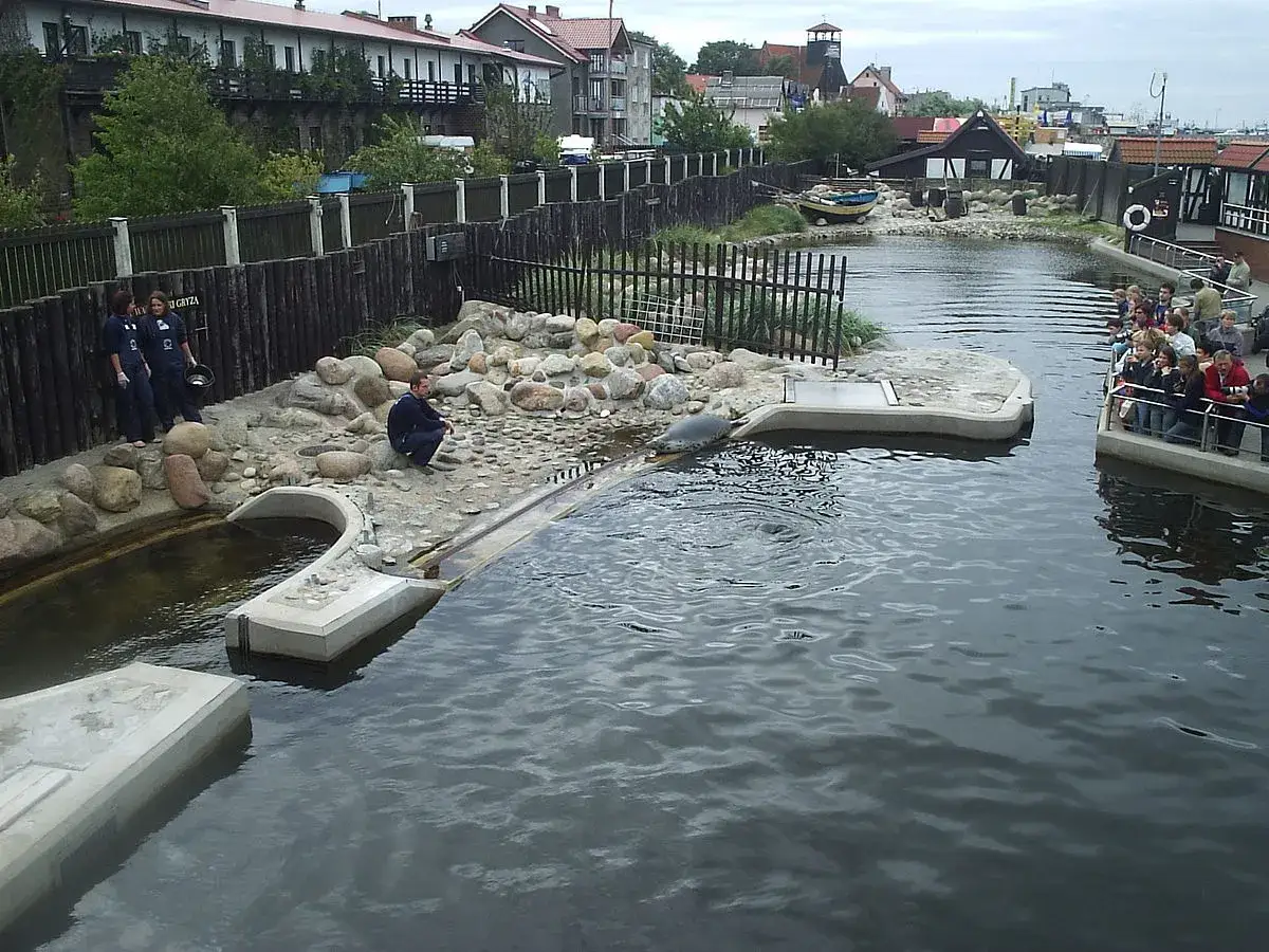 Foki w fokarium na Helu, jedna wychodzi z wody, widzowie obserwują. Atrakcje na Helu dla całej rodziny.