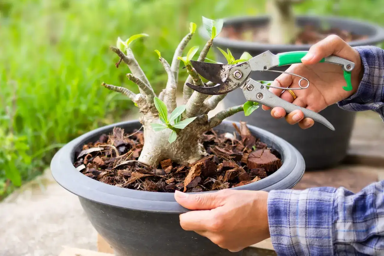 Przycinanie róży pustyni, by sprawdzić, jak szybko rośnie. Dłonie trzymają sekator i doniczkę z rośliną.