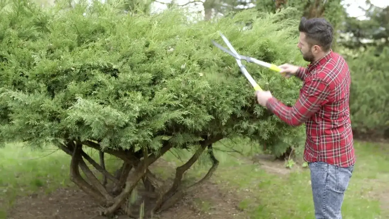 Zdjęcie Jak przycinać krzewy iglaste, aby uniknąć błędów i uzyskać piękny kształt