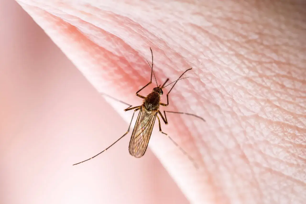 Komar na skórze, który może wywołać uczulenie na komary. Widoczne detale owada i tekstura ludzkiej skóry.