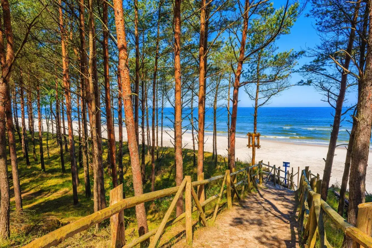 Ścieżka przez sosnowy las prowadzi do plaży. Drewniana platforma widokowa zaprasza do podziwiania morza.