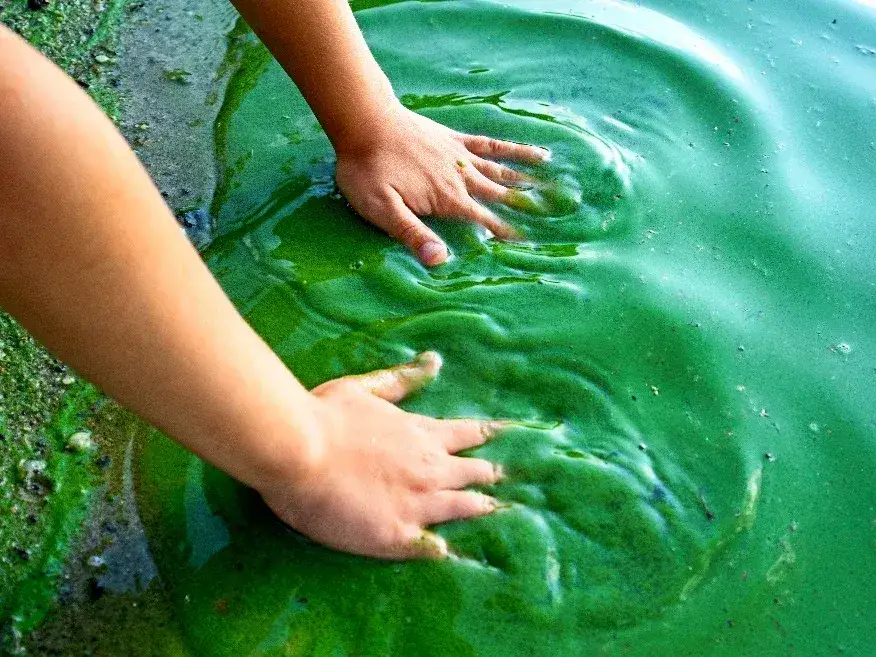 toksyczny zakwit sinic w Bałtyku