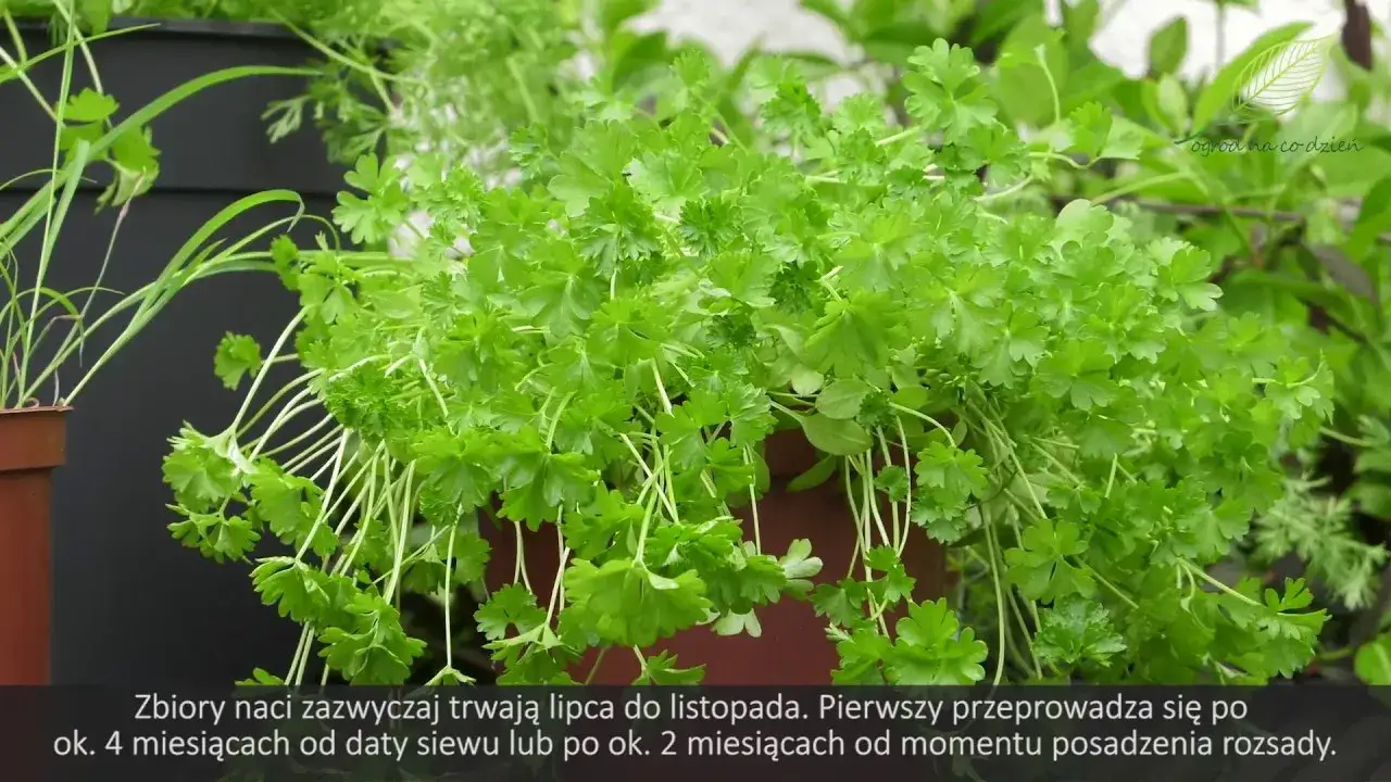 Zdjęcie Jak uprawiać pietruszkę: proste sposoby na zdrowe zbiory w ogrodzie