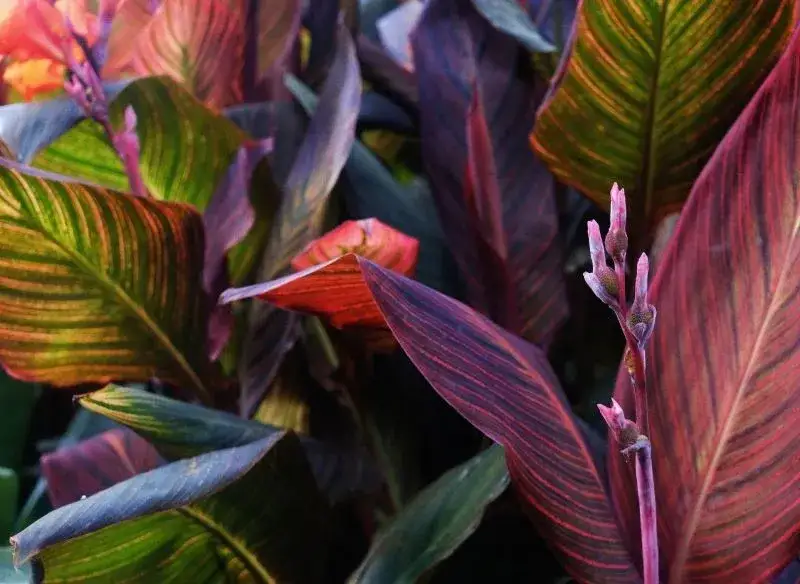 Zdjęcie Czy kanna zimuje w gruncie? Ważne zasady przechowywania na zimę