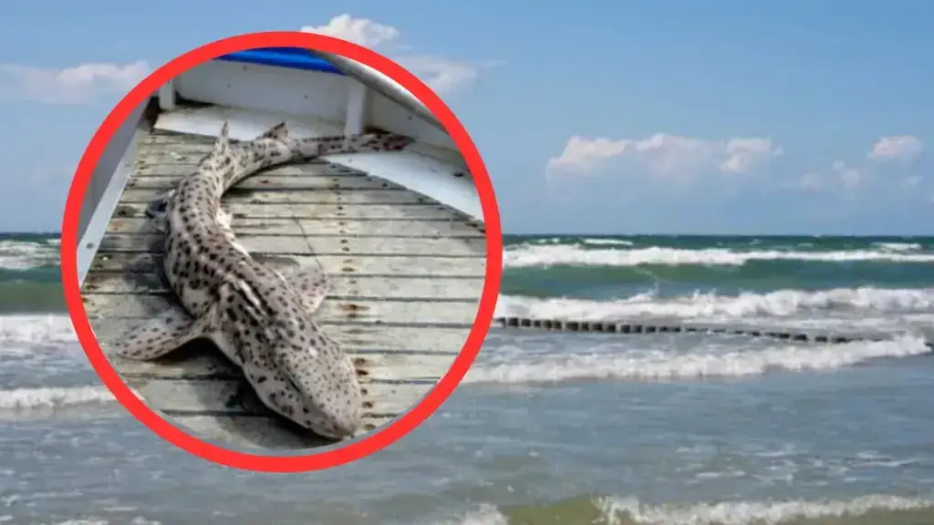 Zdjęcie Czy w Bałtyku są rekiny? Rzadkie gatunki i ich zachowanie