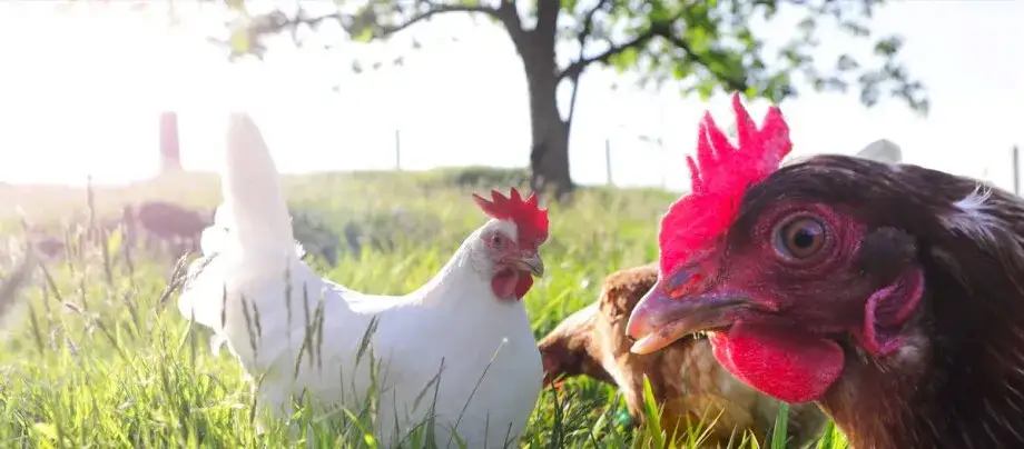 Zdjęcie Hodowla kur niosek jak zacząć: uniknij najczęstszych błędów