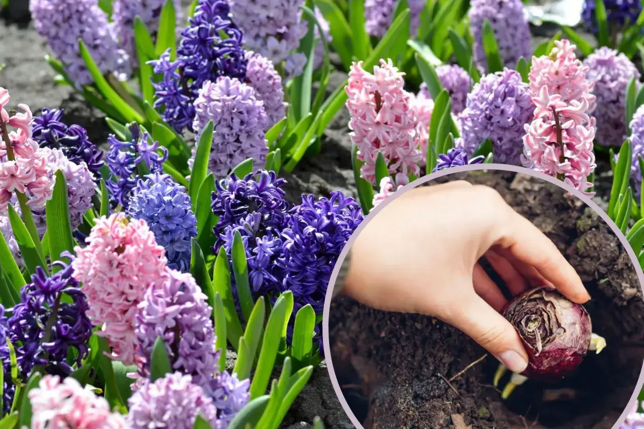 Zdjęcie Kiedy sadzić hiacynty z doniczki do gruntu, aby uniknąć błędów?