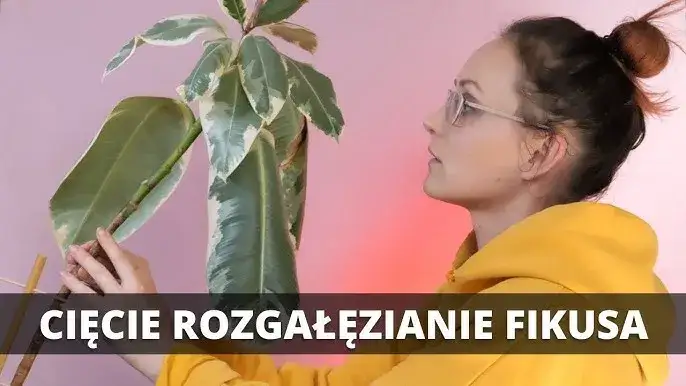Zdjęcie Jak przycinać fikusa, aby uniknąć błędów i wspierać jego wzrost