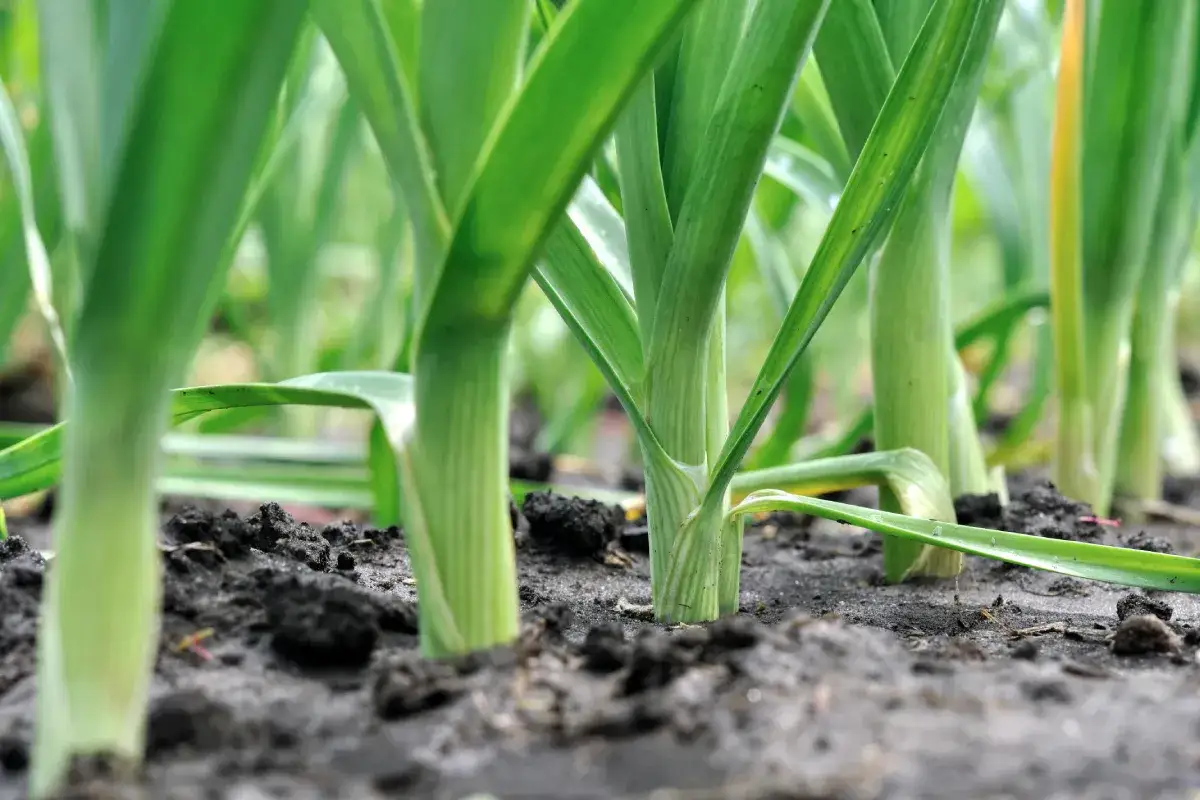 Zdjęcie Kiedy sadzić pory do gruntu, aby uniknąć niepowodzeń w uprawie