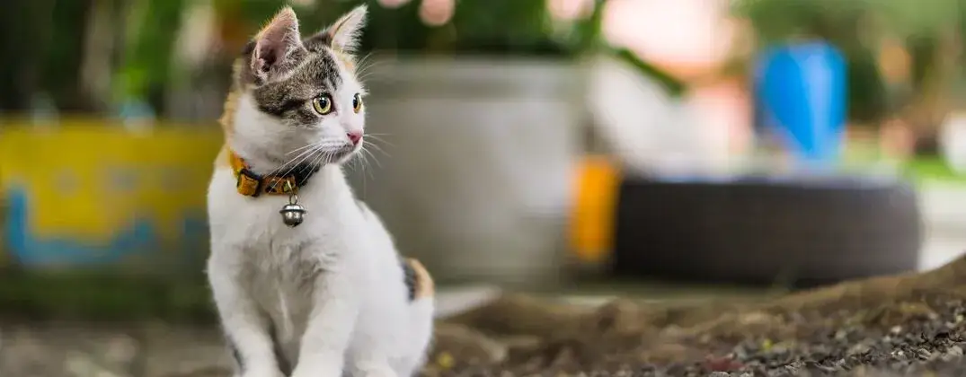 Zdjęcie Czy obroża dla kota jest bezpieczna? Poznaj ryzyka i zalety