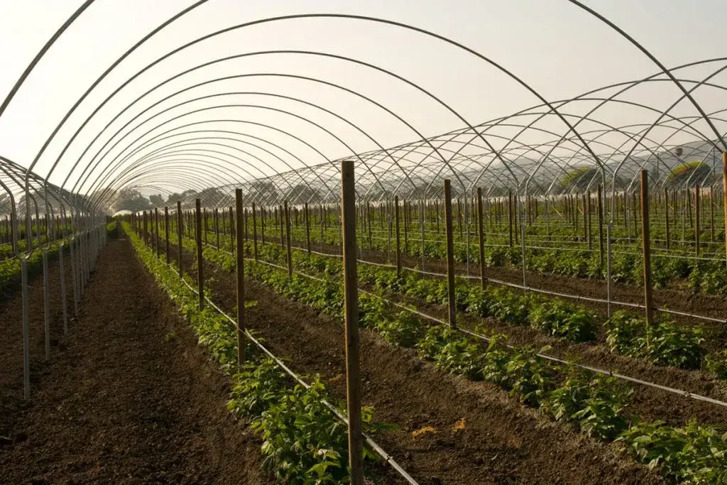 Zdjęcie Malina jak uprawiać - skuteczne metody i najczęstsze błędy do uniknięcia