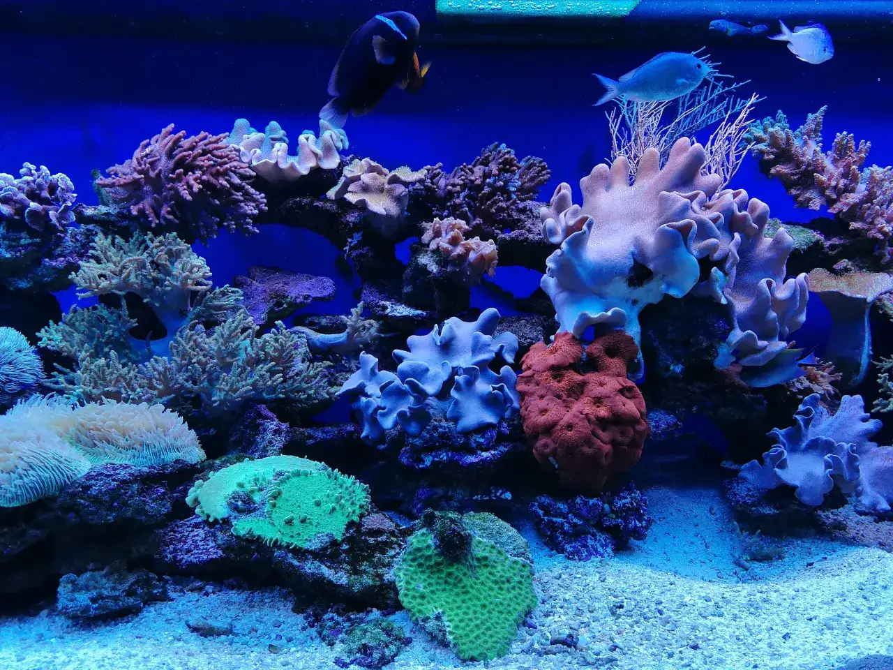 Zdjęcie Godziny otwarcia oceanarium Szczecin – nie przegap wizyty!