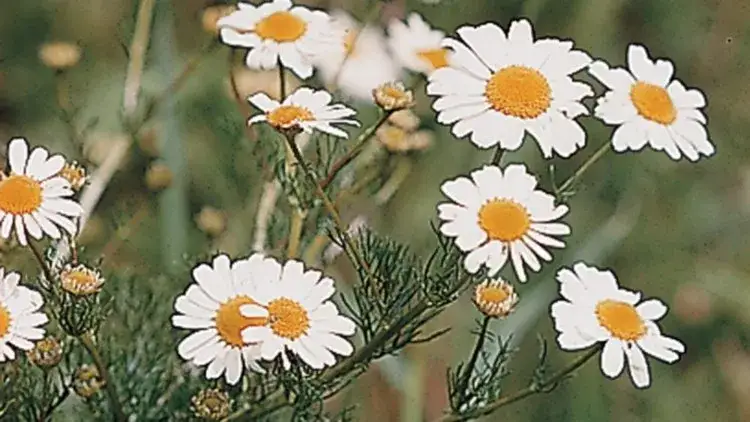 Zdjęcie Jak skutecznie zwalczyć chwast rumian polny i chronić plony