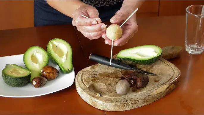 Zdjęcie Jak uprawiać awokado w domu i uniknąć najczęstszych błędów