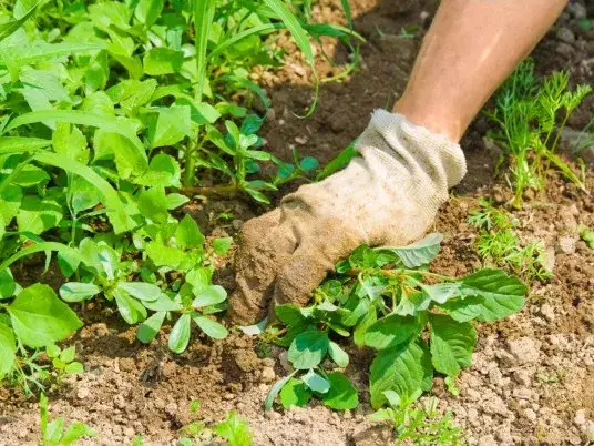 Zdjęcie Jak pozbyć się chwastów rozłogowych? Skuteczne metody i zapobieganie