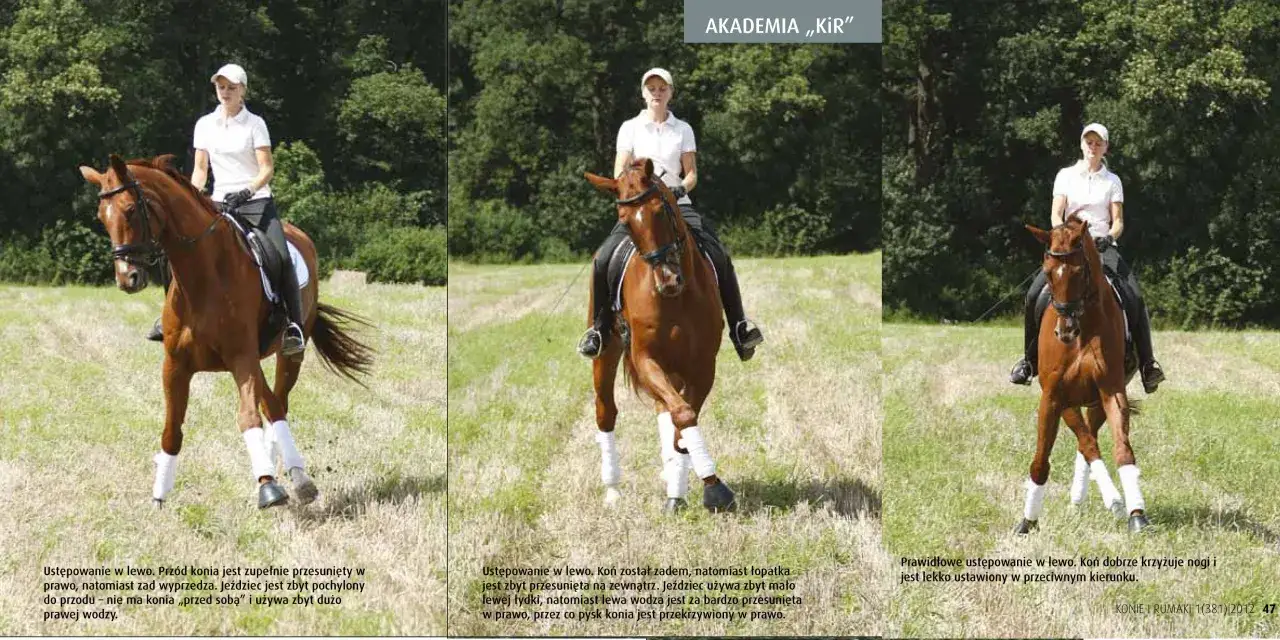 Jeździec na koniu wykonuje ustępowanie od łydki w lewo. Koń krzyżuje nogi, a zad przesuwa się na zewnątrz.