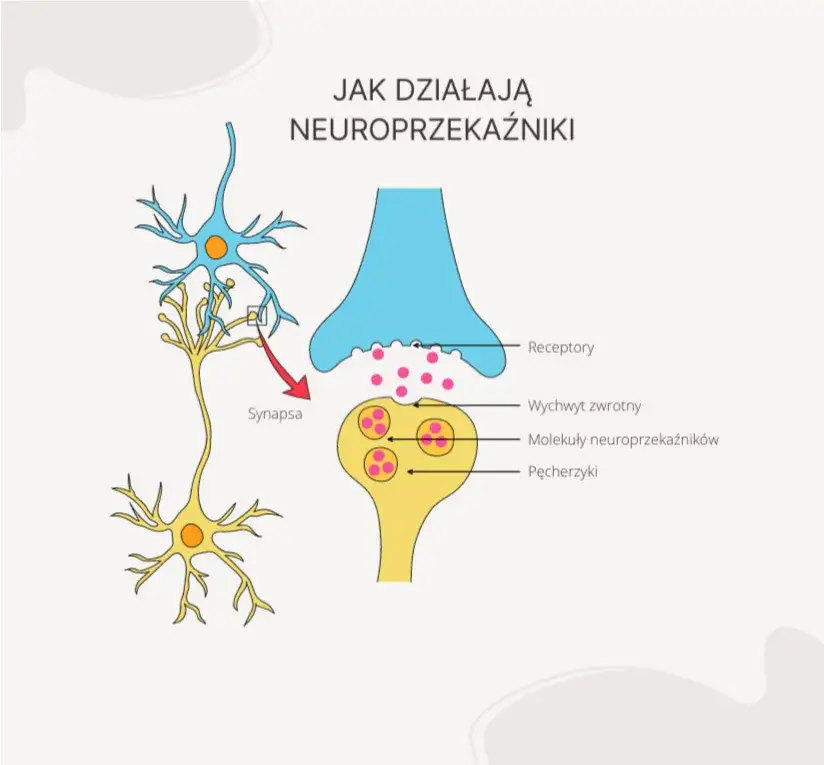 neuroprzekaźniki w m&oacute;zgu depresja ilustracja