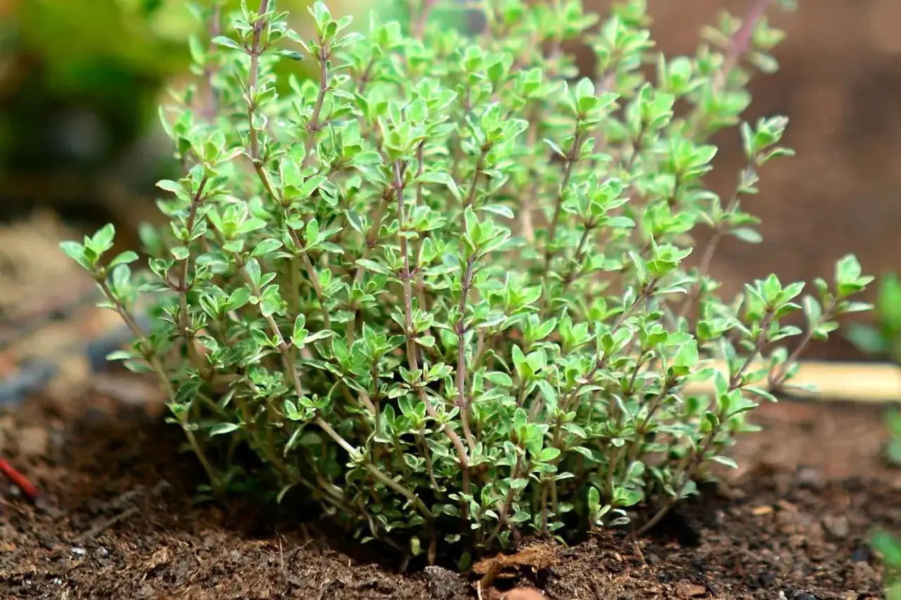 Krzew tymianku, idealny do przyprawiania potraw i dodawania aromatu.