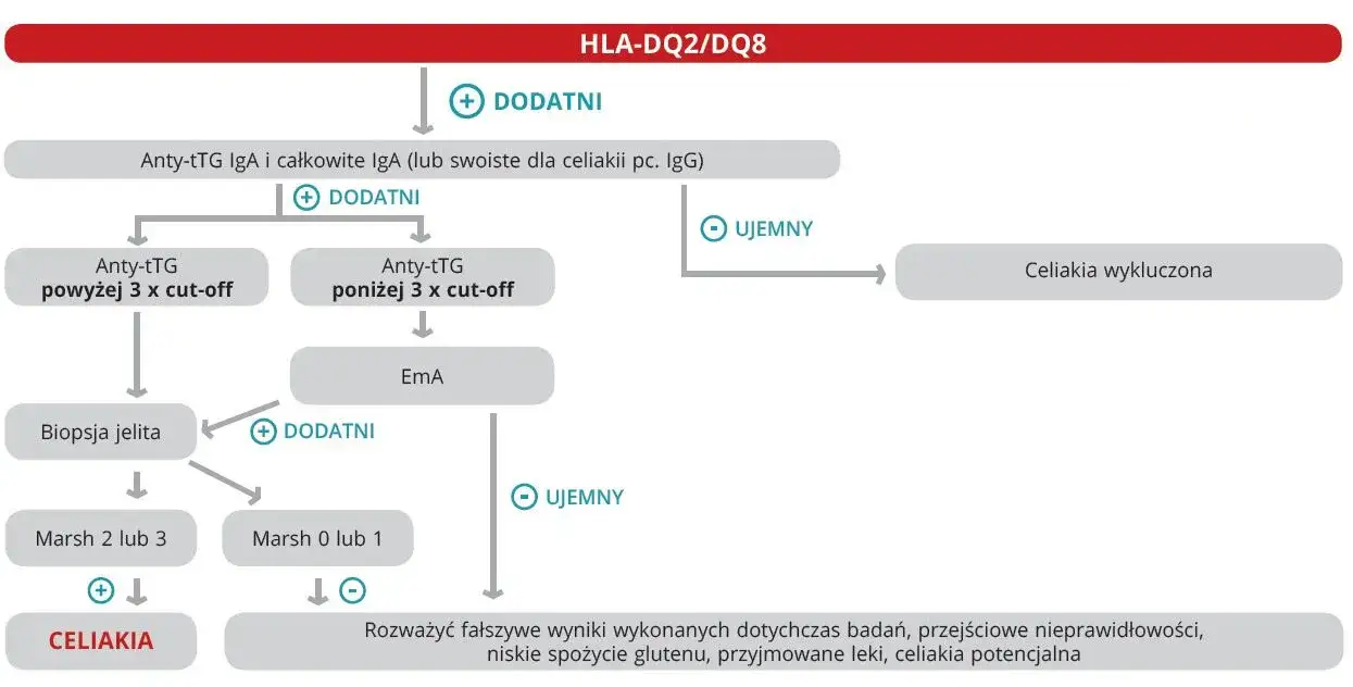 Zdjęcie Celiakia - badania krwi w diagnostyce choroby trzewnej