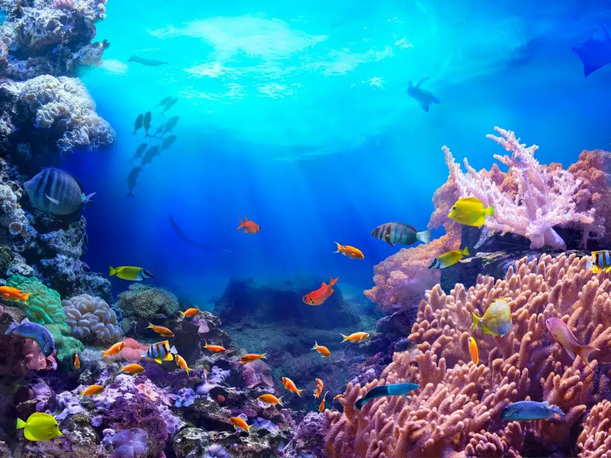 Kolorowe ryby i koralowce w ciepłych wodach, które morze jest najcieplejsze? Podwodny świat pełen życia.