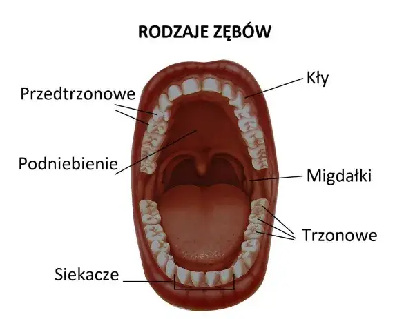 Rodzaje zębów stałych w jamie ustnej diagram