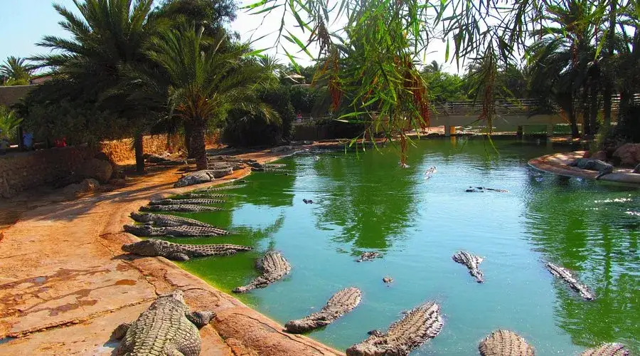 Djerba Explore Park krokodyle