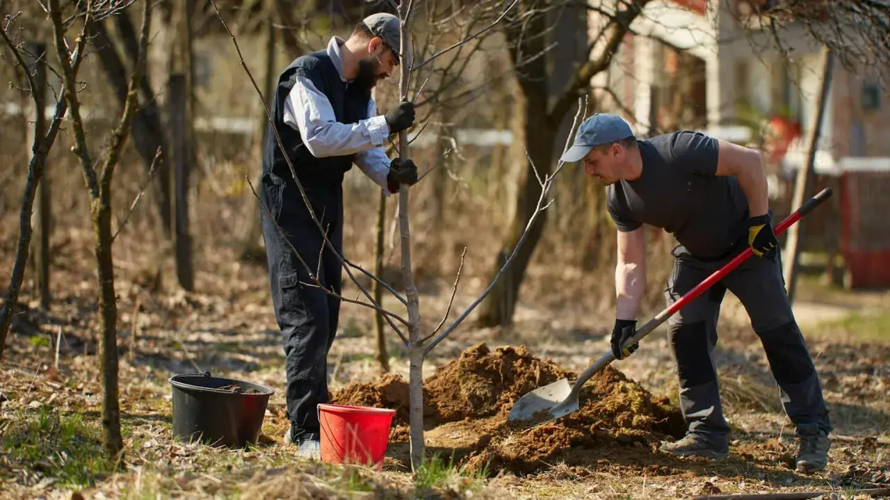 Dwóch mężczyzn sadzi młode drzewko, pokazując, jak sadzić orzecha włoskiego. Jeden przytrzymuje pień, drugi kopie ziemię.