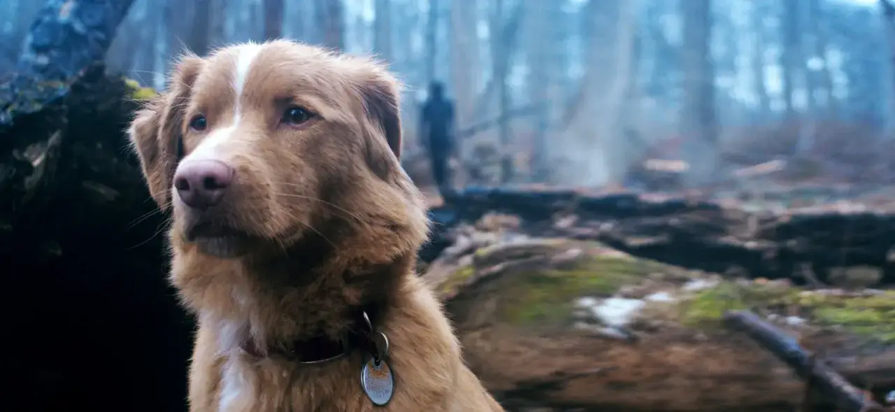 Psy w horrorach zestawienie