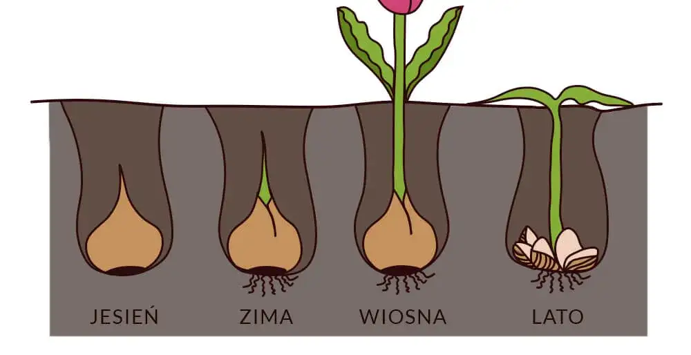 Sadzenie cebulek tulipanów jesienią