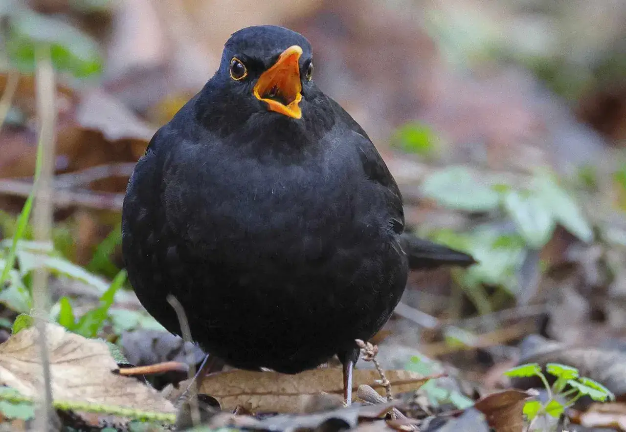 Czarny kos z otwartym dziobem na tle jesiennych liści. Czy kosy zimują w Polsce? Tak, wiele z nich zostaje.