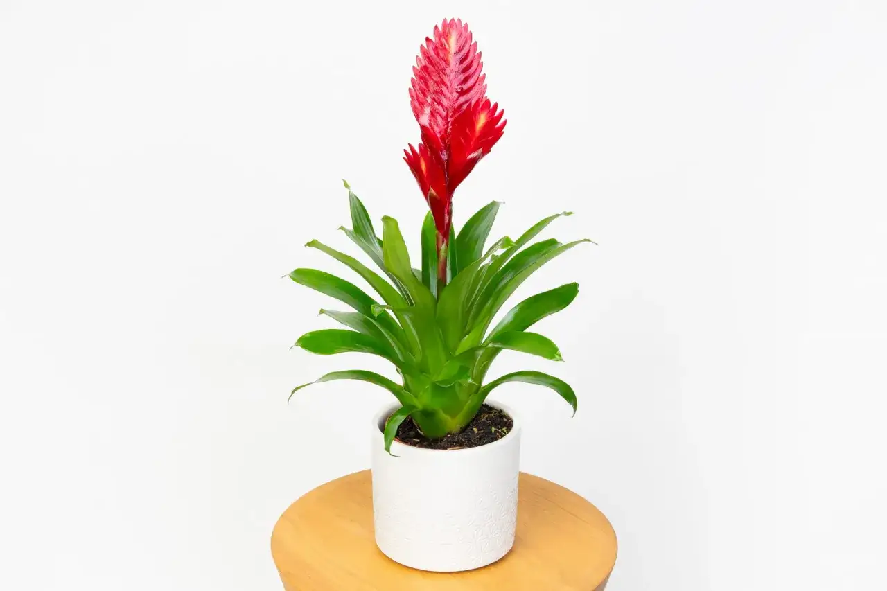 Piękna frizea z jaskrawoczerwonym kwiatostanem. Dowiedz się, jak pielęgnować tę egzotyczną roślinę, by cieszyć się jej urokiem.