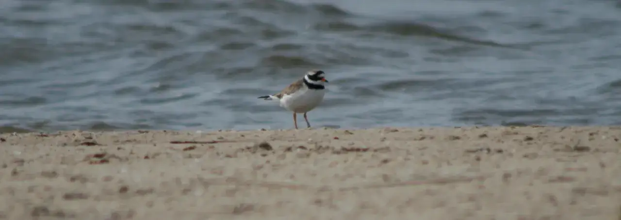 ptaki wodne bałtyku