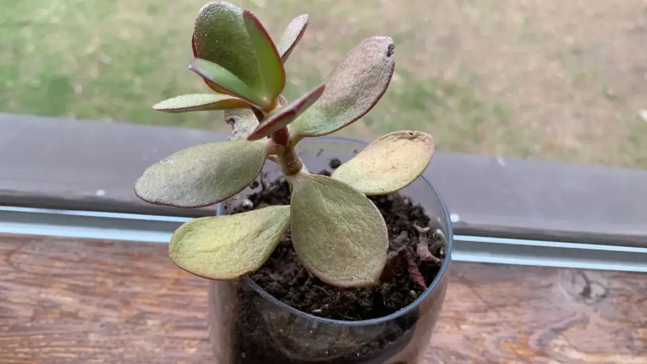 Drzewko szczęścia choruje, jego liście żółkną i opadają.