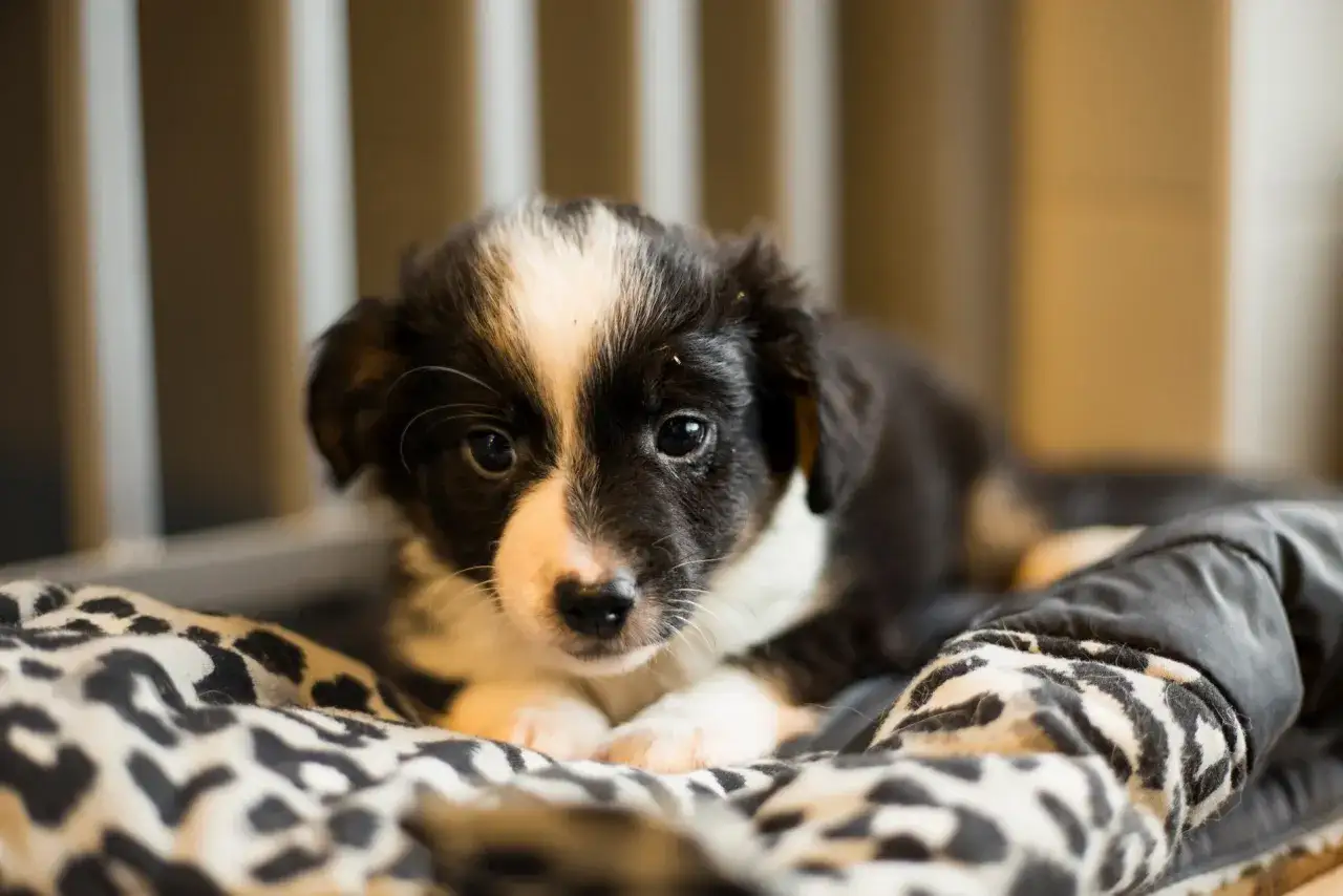 Uroczy szczeniak na cętkowanej poduszce. Czas na adopcję? Kiedy wydawać szczeniaki, by były zdrowe i szczęśliwe.