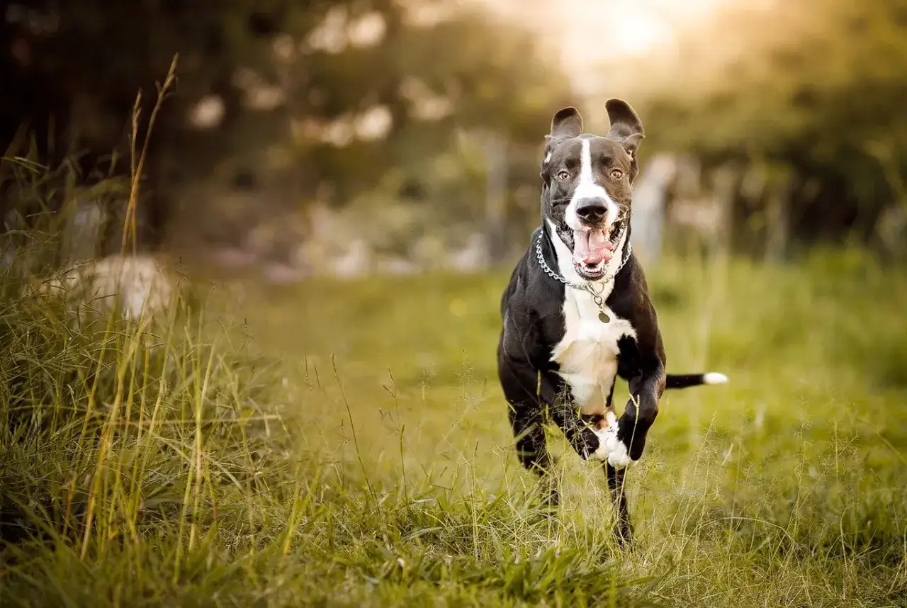 Czarny dog niemiecki, o imponującym wzroście, pędzi przez trawę z radosnym wyrazem pyska.