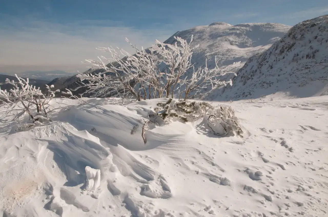 Zasypana śniegiem perć akademik&oacute;w zimą. Mroźne gałęzie drzew i falujące zaspy tworzą zimowy krajobraz g&oacute;rski.
