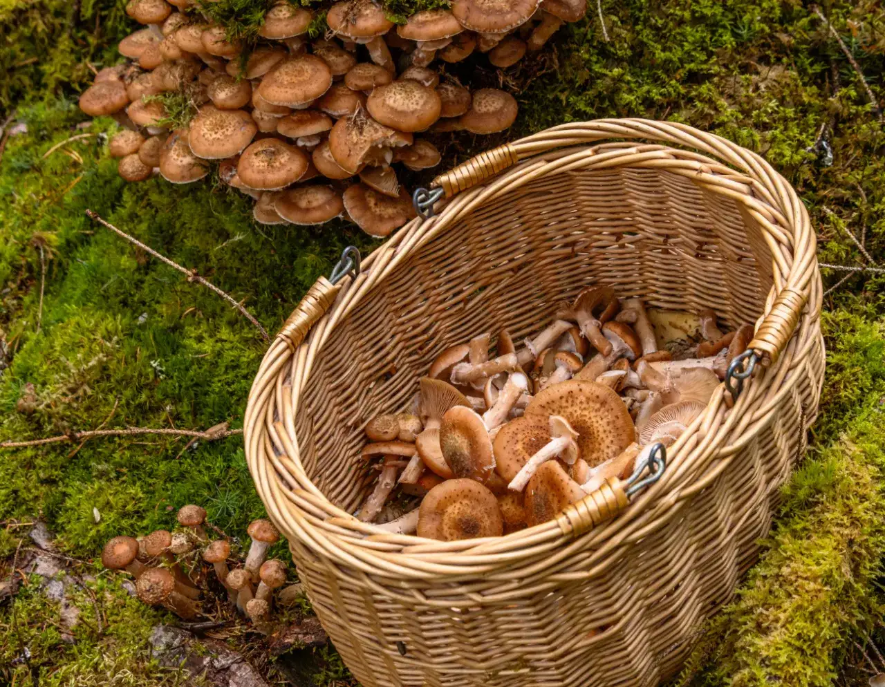 Opieńki zebrane w lesie, kosz grzyb&oacute;w, selekcja opieniek
