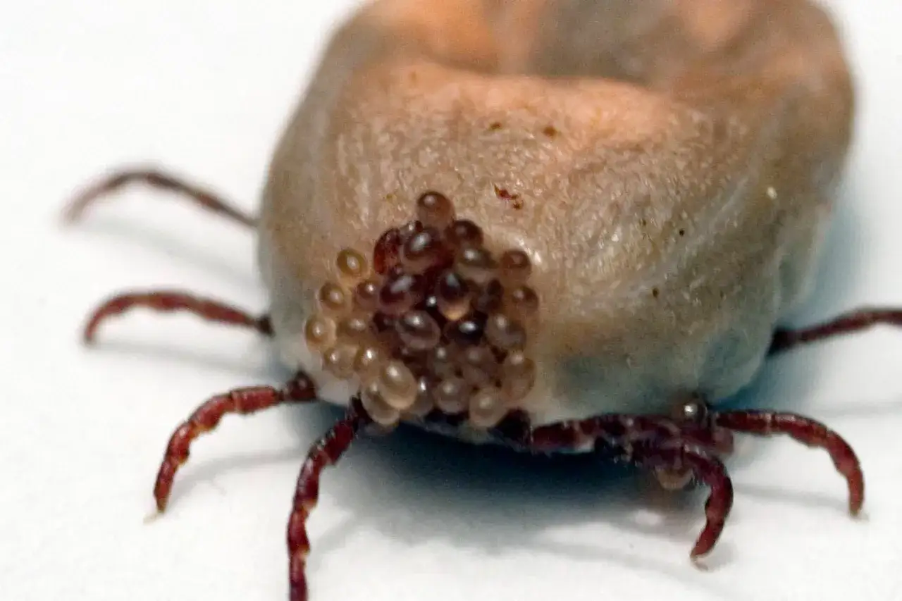 Zdjęcie Gdzie kleszcze składają jaja? Odkryj miejsca, które mogą cię zaskoczyć